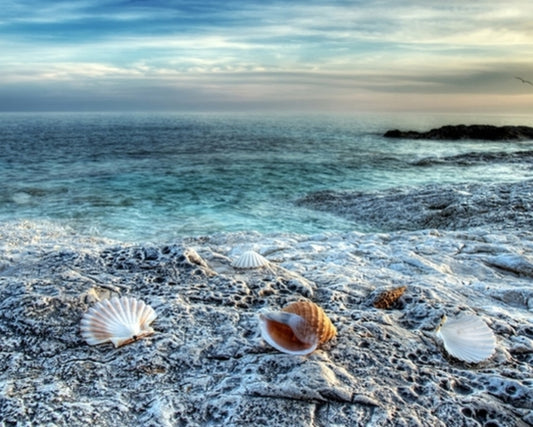 Shells on pebble Beach framed 90cm x 60cm